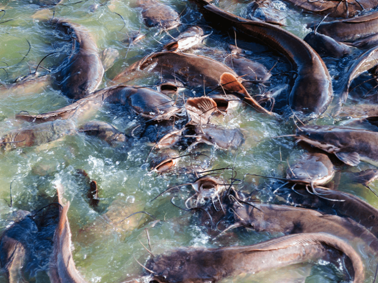 How-to-Start-Catfish-Farming