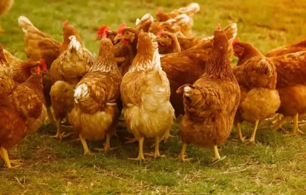 Poultry-farming-870x580