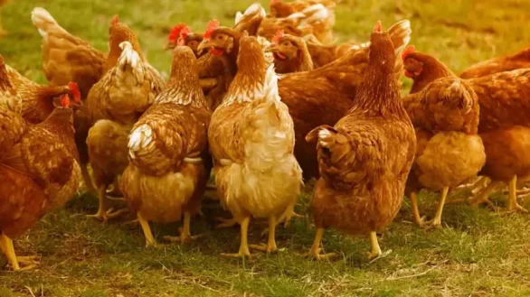 Poultry-farming-870x580