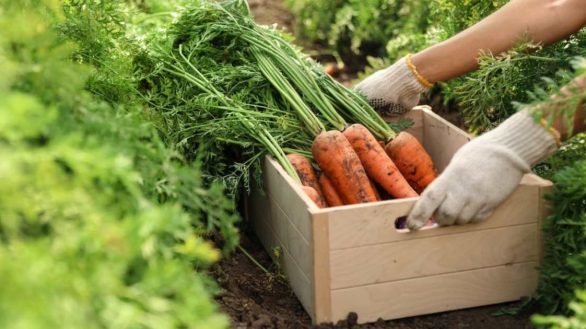 how-to-get-into-vegetable-farming